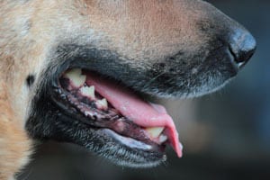 Kansas City Dog Bite Lawyer